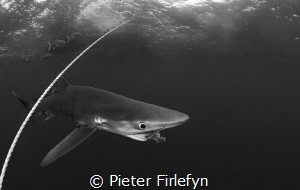 Blue shark / Close encounter (8mm lens) by Pieter Firlefyn 
